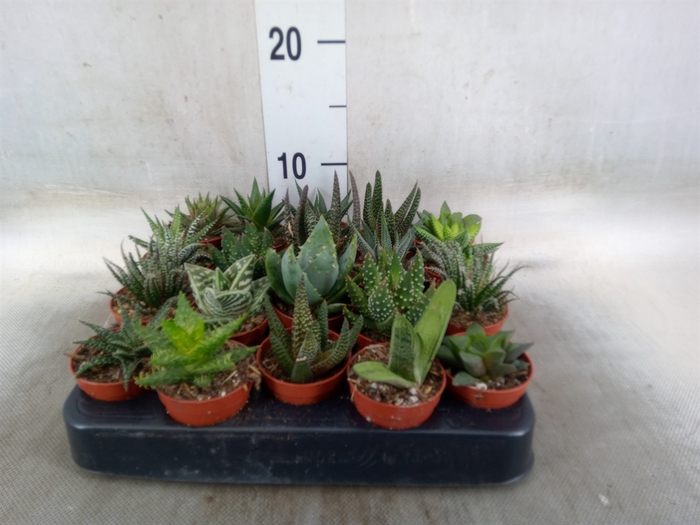 <h4>Aloe   ...mix</h4>