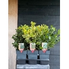 Ilex aquifolium