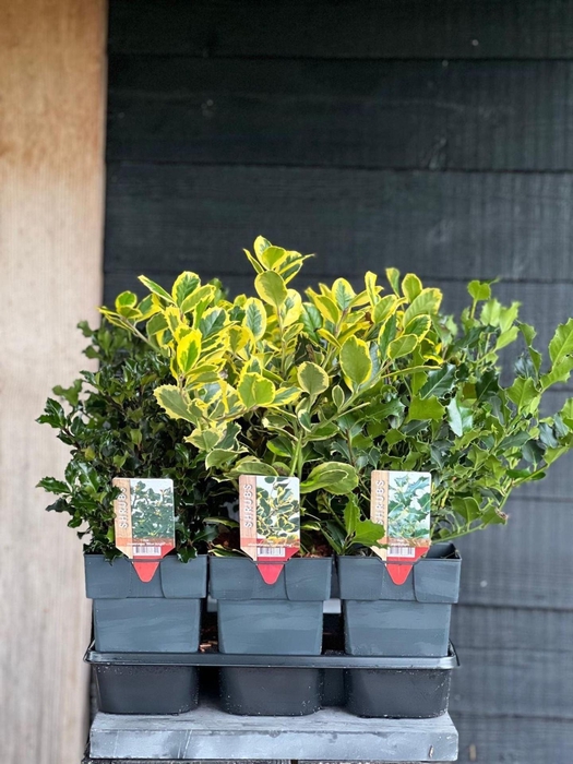 Ilex aquifolium