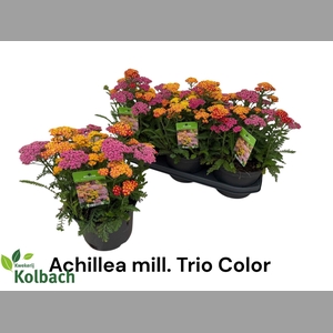 ACHI MILLEFOLIUM