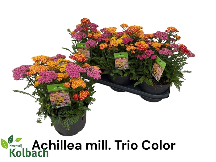 <h4>ACHI MILLEFOLIUM</h4>