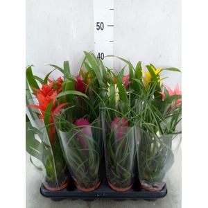 Bromelia   ...mix
