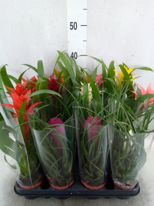 <h4>Bromelia   ...mix</h4>