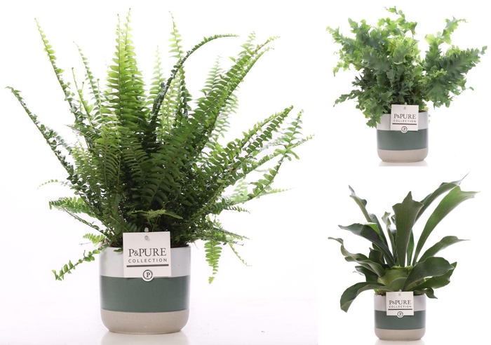 <h4>Varens gemengd in P&PURE Lauren ceramics</h4>