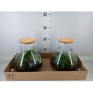 Arr.   Kamerplant Groen H%