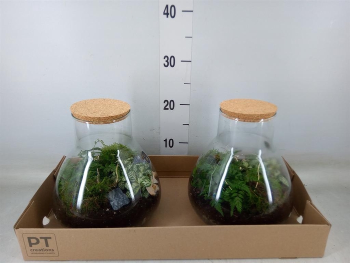 <h4>Arr.   Kamerplant Groen H%</h4>