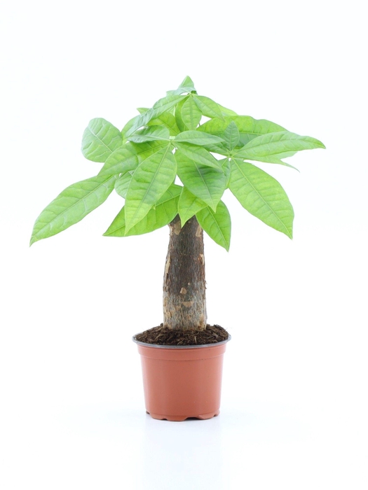 <h4>Pachira Aquatica</h4>