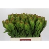 Leucadendron Goldstrike