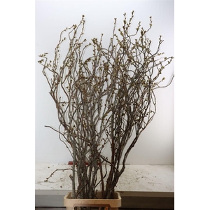 Prunus Serrulata 220cm P Stem