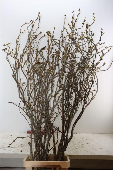 <h4>Prunus Serrulata 220cm P Stem</h4>