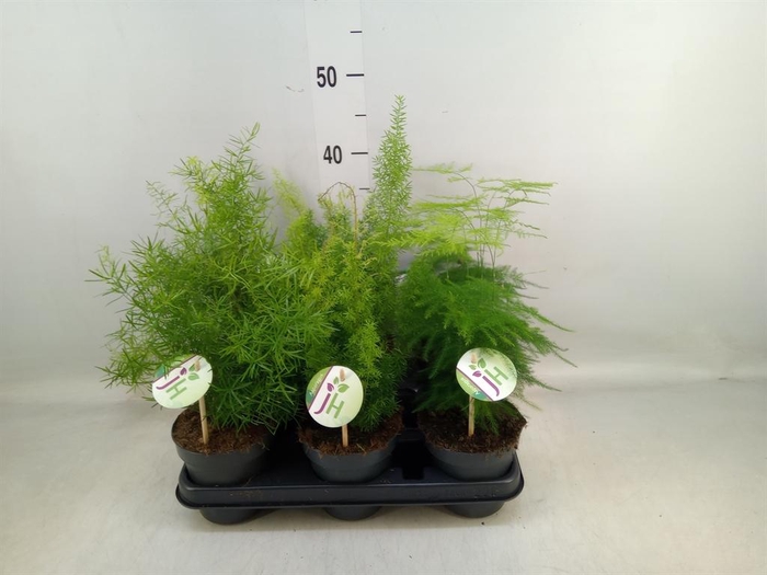 <h4>Asparagus   ...mix</h4>