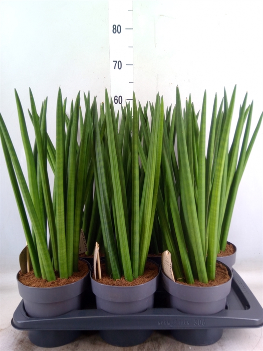 <h4>Sansevieria cyl.  ...</h4>