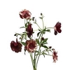 Ranunculus Magical Chocolate