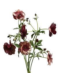 Ranunculus Magical Chocolate