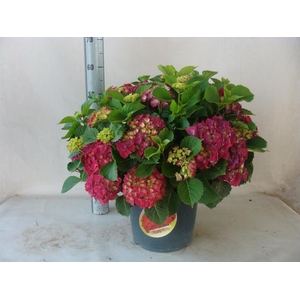 Hydrangea mac.