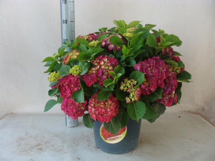 <h4>Hydrangea mac.</h4>