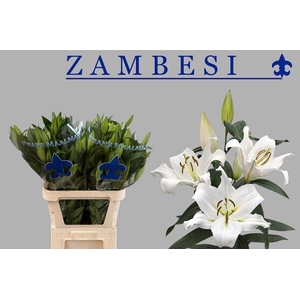 LI OT ZAMBESI