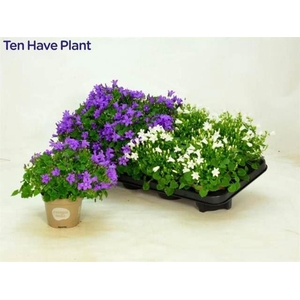 Campanula   ...