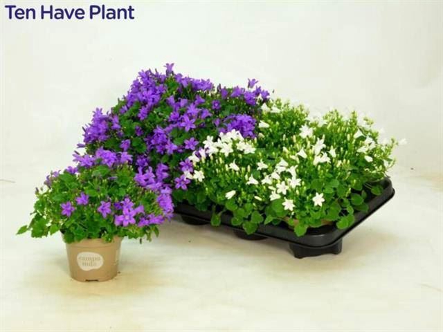 <h4>Campanula   ...</h4>