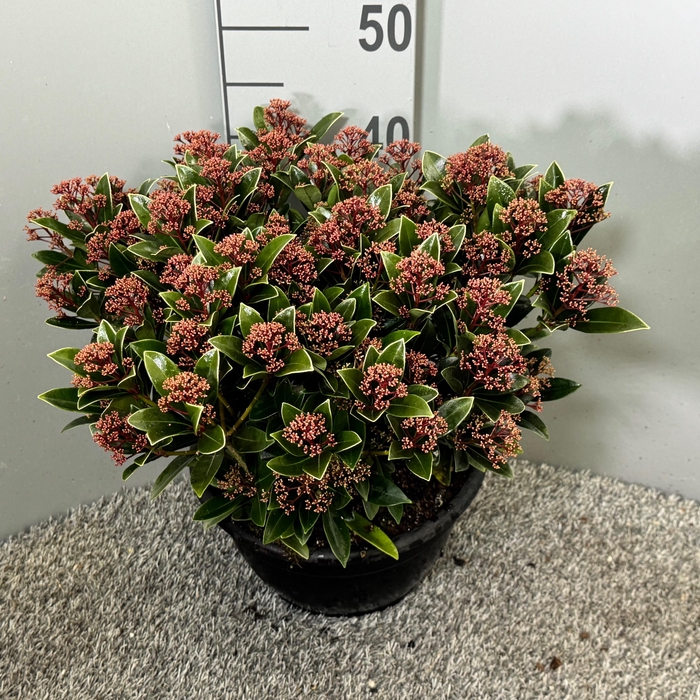 <h4>Skimmia japonica 'Antarctica' Schaal</h4>