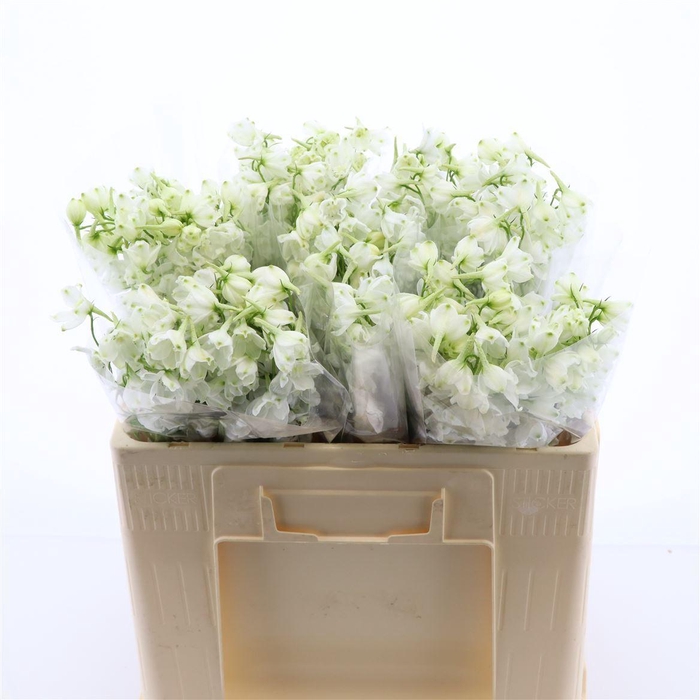 <h4>Delphinium single Magical Bianca</h4>