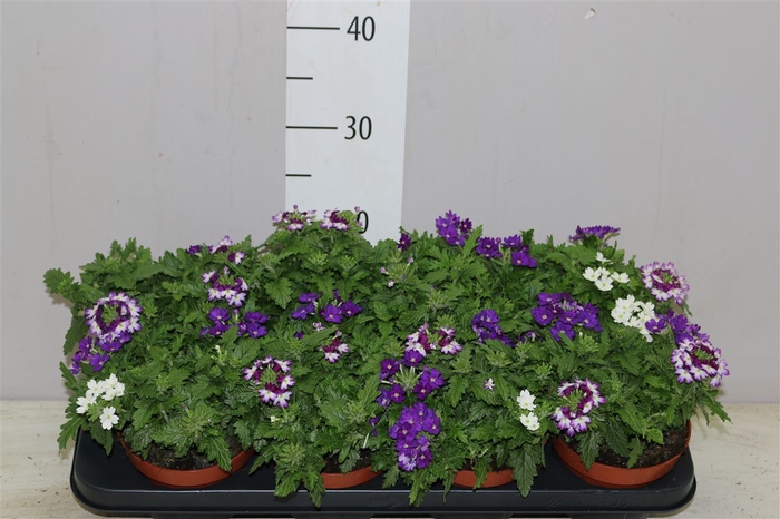 <h4>Verbena 'tricolor' Blue Shades</h4>