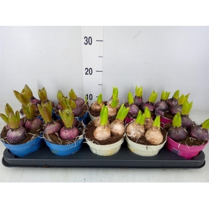 Hyacinthus orie.   ...mix 3