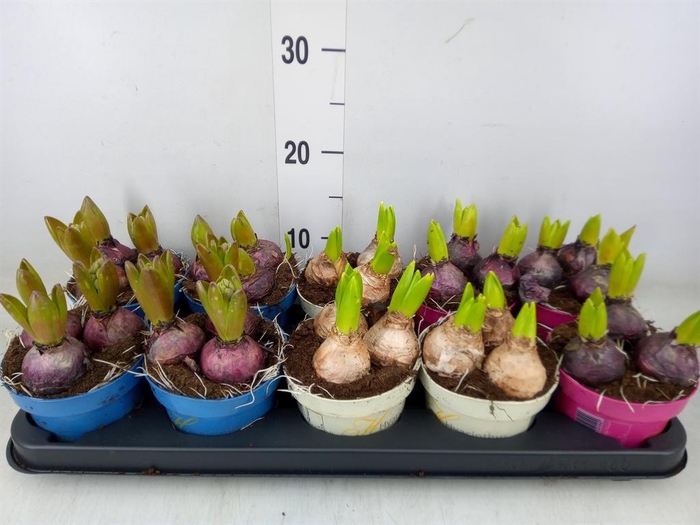 <h4>Hyacinthus orie.   ...mix 3</h4>