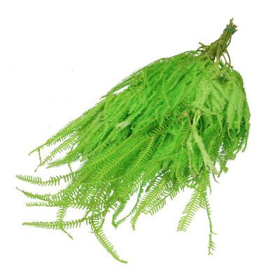 Droogbloem Helecho 70cm