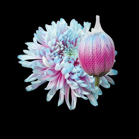 <h4>Chr G Antonov Bubblegum</h4>