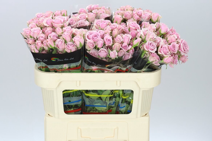 <h4>Rosa Tr Leila</h4>