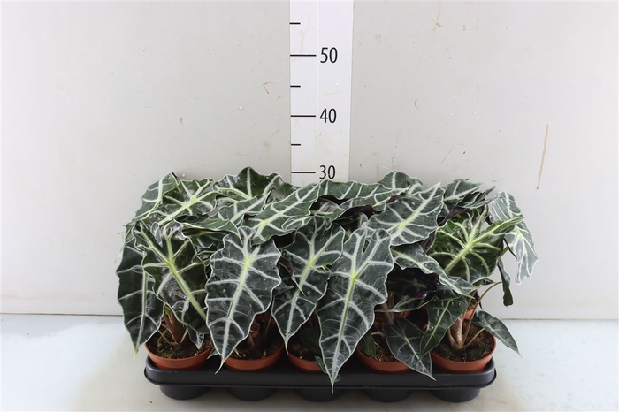 <h4>Alocasia Polly</h4>