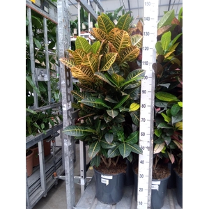 Codiaeum var. KL 'Aurora'