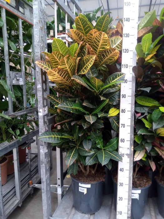 <h4>Codiaeum var. KL 'Aurora'</h4>