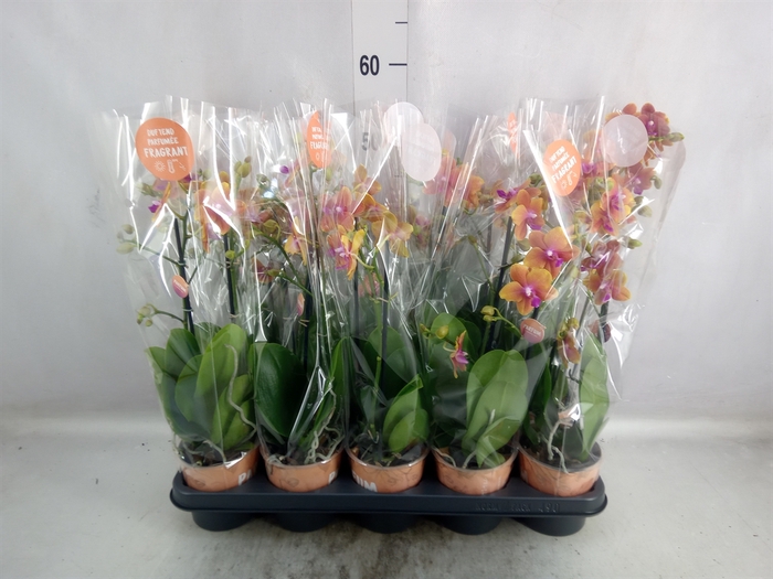 <h4>Phalaenopsis multi. 'Ant Bolgheri'</h4>