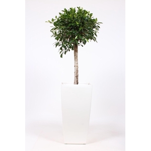 Ficus