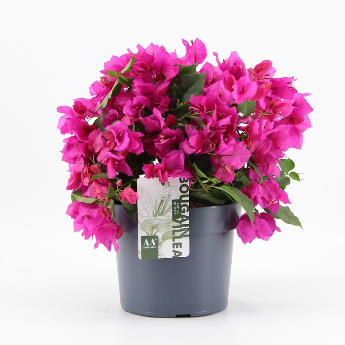 <h4>Bougainvillea 'Sanderiana' struik Paars</h4>