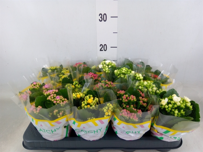 <h4>Kalanchoe blos.   ..rosebud mix  5</h4>