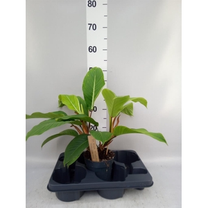 Philodendron   ...