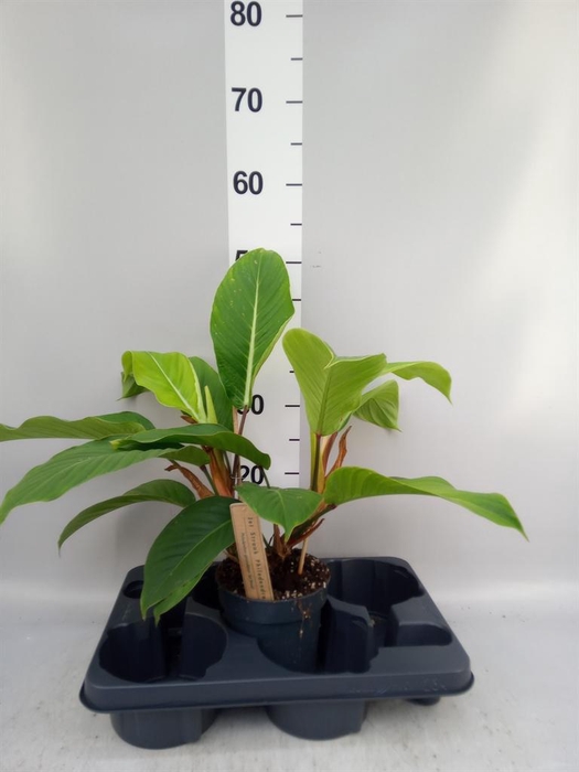 <h4>Philodendron   ...</h4>