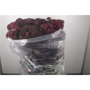Angelica Gigas
