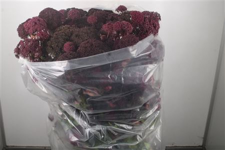 <h4>Angelica Gigas</h4>