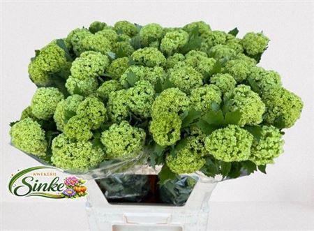 <h4>Viburnum Roseum St 80cm 4+</h4>