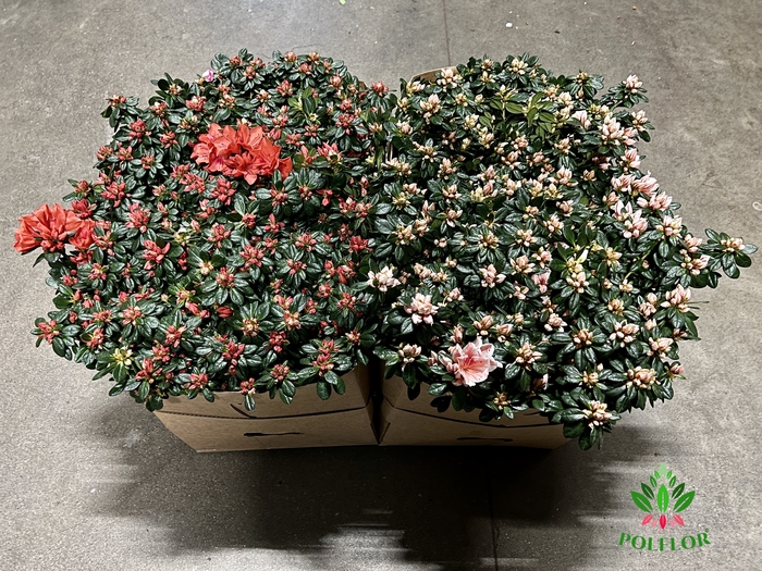 Rhododendron simsii trolley mix 17Ø 55cm