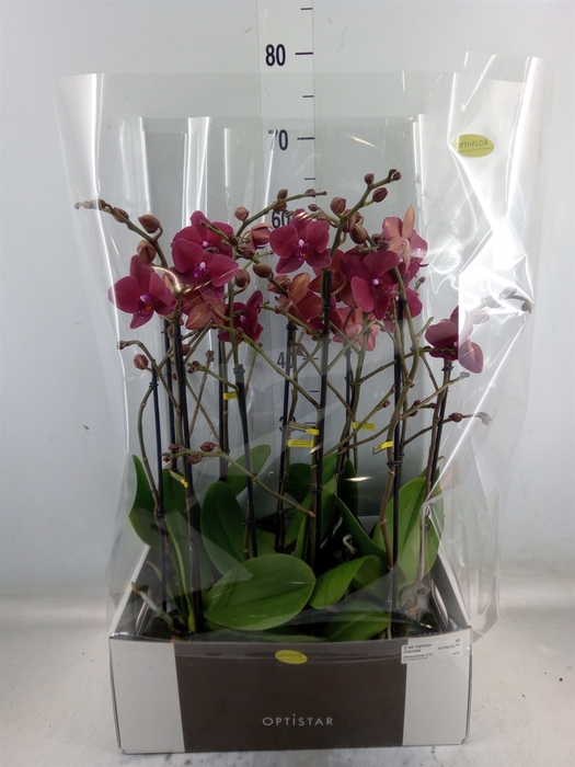 <h4>Phalaenopsis   ...red</h4>