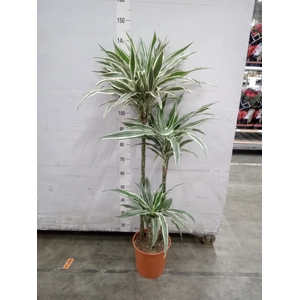 Dracaena fr de 'White Stripe'