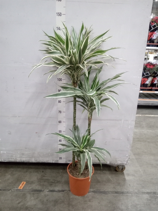 <h4>Dracaena fr de 'White Stripe'</h4>