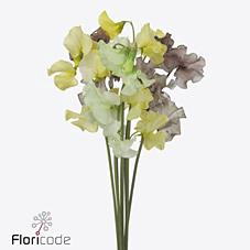 <h4>Lathyrus paint lavendel magic</h4>