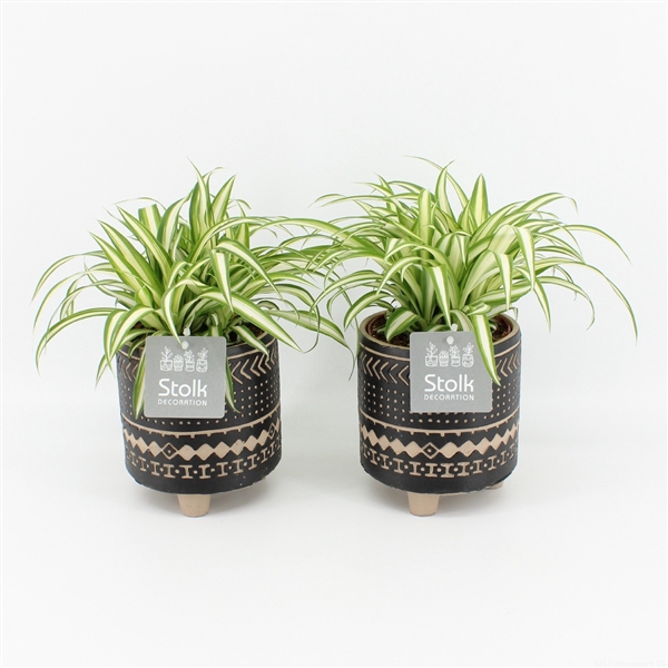 <h4>Chlorophytum comosum 'Variegatum'</h4>