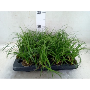 Nolina recurvata   ...